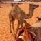 Manar Bubbel Luxury Camp
