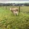 Farm Stay - Apollo Bay Tiny Stays