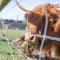 Farm Stay - Apollo Bay Tiny Stays