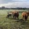 Farm Stay - Apollo Bay Tiny Stays