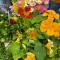 Flower Garden