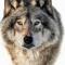 Wolf pit