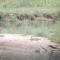 Crocodile Safari Camp