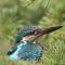 Sultan Pansion Bird Paradise - Ovaciftlik