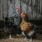 Sixty6 Acres Sunshine Coast farmstay