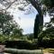 Santolines en Provence