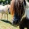 Cosy Family Farm Stay - Daily Animal Feeding