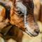 Cosy Family Farm Stay - Daily Animal Feeding