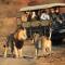 The Springbok Lodge