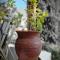 Genista house Peyia