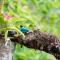 Eco Hotel Birdland en Buga Valle