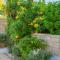 Townhouse Lotus