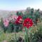 EcoEscape Mukteshwar