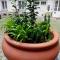 Like Studio City Centrum, WiFi, Terrace