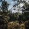 Redwood Salento