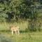 Monomotapa Village @ Legend Golf and Safari Resort