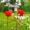 River Garden Gabala -Rooms , Villas