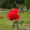 River Garden Gabala -Rooms , Villas