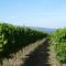 Luberon & Lavandes