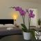 NAPOLI VIBES Rooms