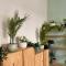 The Fig Tree Apartment