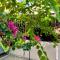 The Fig Tree Apartment