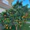 Villa Olive Tree