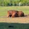 Billund Farm Holiday