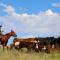 Canyon Of The Ancients Guest Ranch - كورتيز