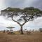 Pumzika Luxury Safari Camp - 巴纳吉