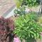 Guest house Flora