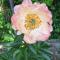 Guest house Flora
