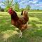 Charming Hen Cottage Countryside Retreat Lincoln Charming Hen Cottage Countryside Retreat Lincoln