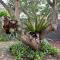 Coastal Drift - One - Small Dog Friendly
