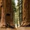 Hidden Falls Retreat Peaceful Guesthouse Near Yosemite