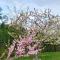 GreenLeaf 2 BDRM 1BTH Suite & Private Entry
