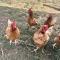 Trawalla Farm Stays - Entire House and Large Pool Bar - Perfect for Groups