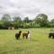 Acorn Lodge At Bridge Lake Farm & Fishery
