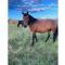 Toowoomba Valley Views by Tiny Away