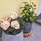 Apartment Waldfrieden by Interhome Apartment Waldfrieden by Interhome