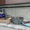 NALINAM HOMESTAY