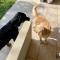 Port Rooms Pet Friendly