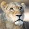 18 On The Hill, Greater Kruger Safari Lodge