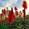 La Mer Seafront Selfcatering Accommodation Kleinmond