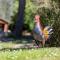 Casa il Cipresso, in the heart of Chianti with swimming pool