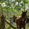 Guanaba Farm by Tiny Away