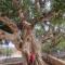 Awaken Your Hidden Goddess Retreat at Nissi Avenue - Central Ayia Napa