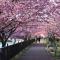 Izu atagawa Yubana mankai -Adult Only-