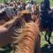 Tihuse Horsefarm B&B