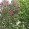 Charming Apartment in Kühlungsborn with Parking
